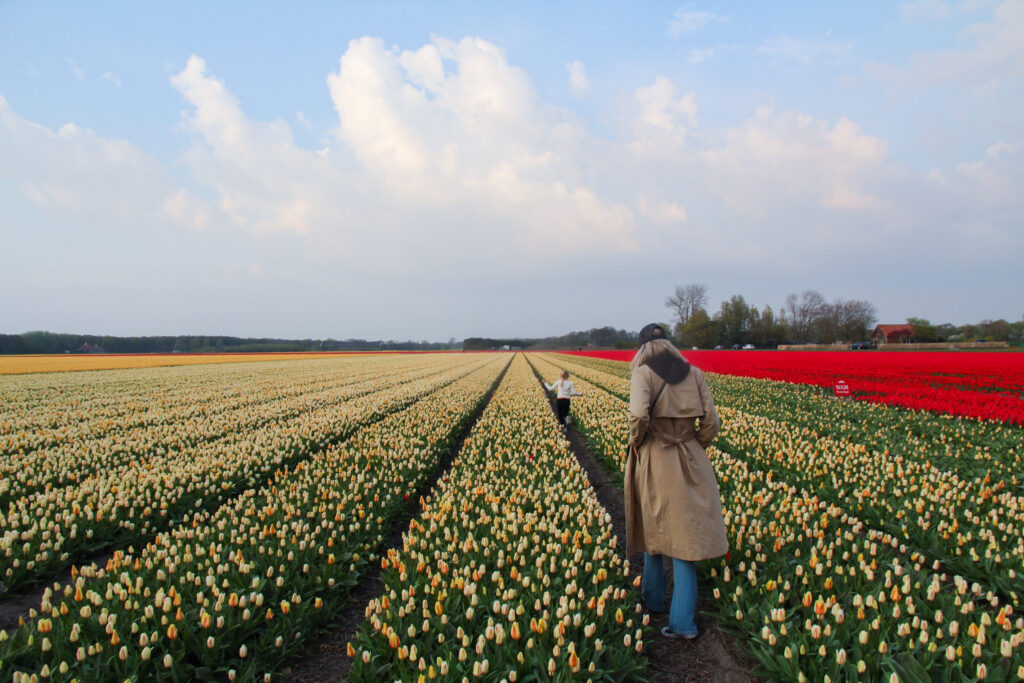 Photo of Tulip Fields